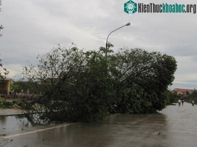 Nghệ An: Bão số 3 gây thiệt hại lớn ảnh 11