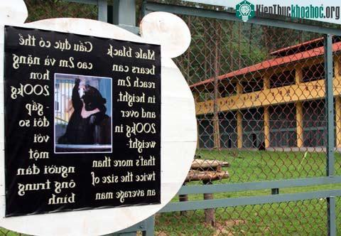 Khu bán hoang dã đầu tiên dành cho gấu ở Việt Nam ảnh 17