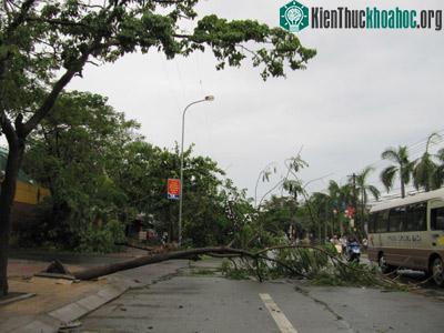 Nghệ An: Bão số 3 gây thiệt hại lớn ảnh 2