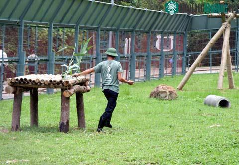Khu bán hoang dã đầu tiên dành cho gấu ở Việt Nam ảnh 2