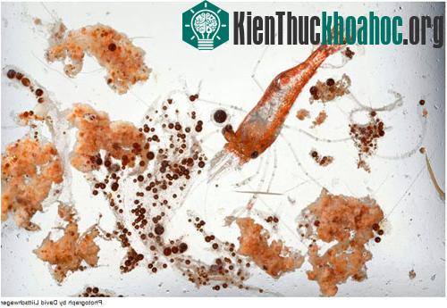 Hậu quả ghê gớm từ vụ tràn dầu lớn nhất lịch sử ảnh 4