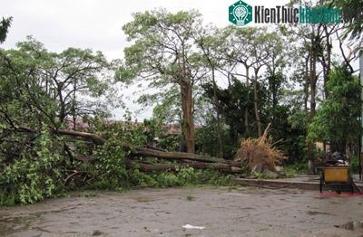 Nghệ An: Bão số 3 gây thiệt hại lớn ảnh 4