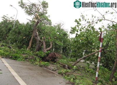 Nghệ An: Bão số 3 gây thiệt hại lớn ảnh 6