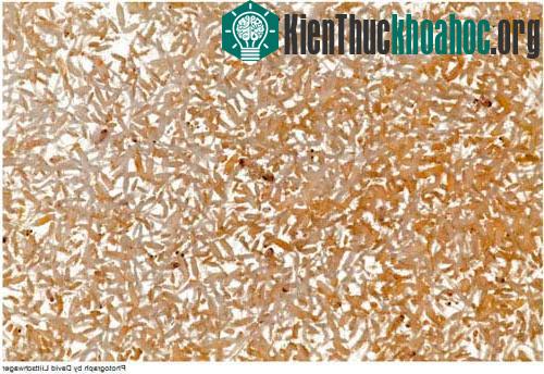 Hậu quả ghê gớm từ vụ tràn dầu lớn nhất lịch sử ảnh 8
