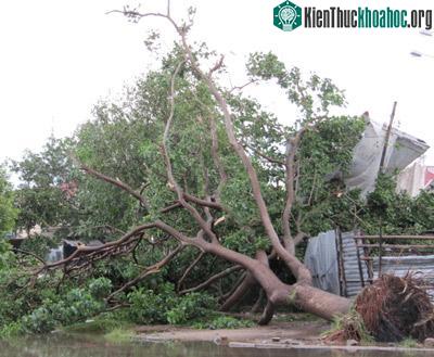 Nghệ An: Bão số 3 gây thiệt hại lớn ảnh 9