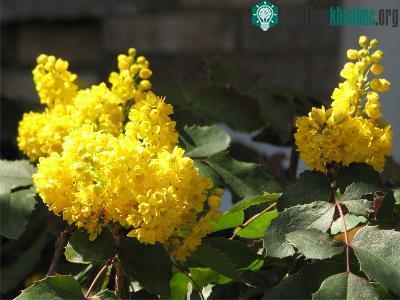 Khi hoa tử đinh hương nở rộ ảnh 1
