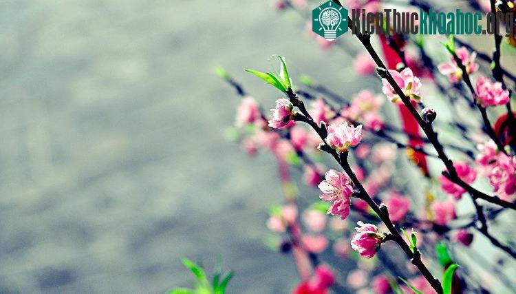 Theo kinh nghiệm dân gian và theo các chuyên gia thì thường "thiến" đào vào tháng 8 âm lịch.