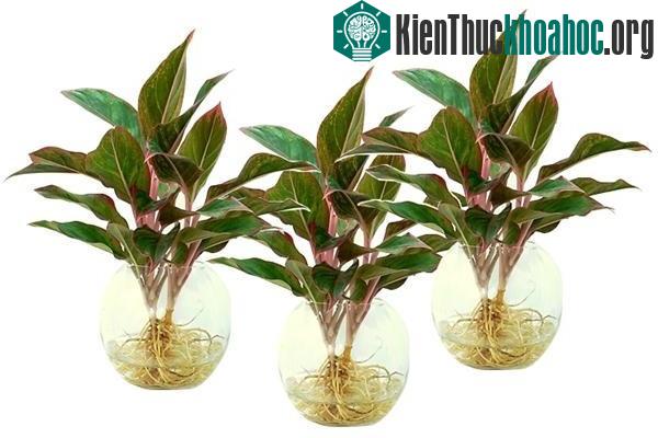Cây phú quý mang đến sự giàu sang, phú quý cho gia chủ. (Ảnh minh họa).