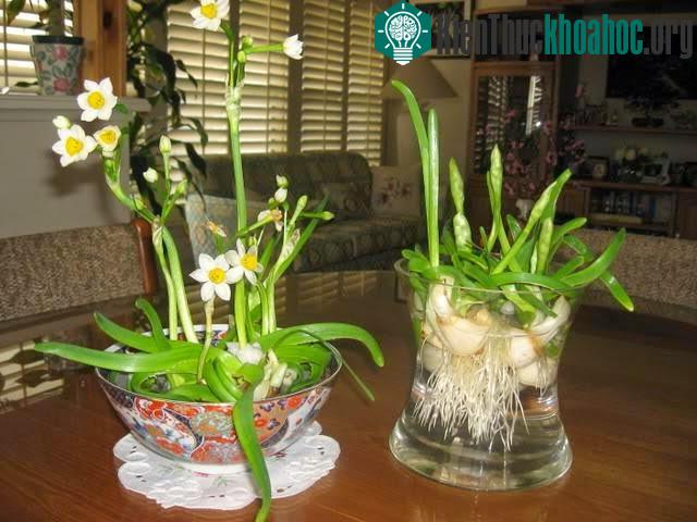 Hoa thủy tiên mang đến may mắn cho gia chủ trong dịp Tết.