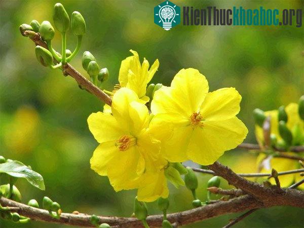 Việc áp dụng kỹ thuật trồng cây đúng sẽ mang lại những bông hoa mai đẹp mắt