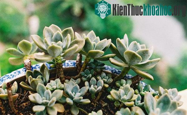 Cây hoa sen đá rất thích hợp để trang trí nhà cửa hay văn phòng mà kỹ thuật trồng hoa lại rất đơn giản. (Ảnh minh họa).