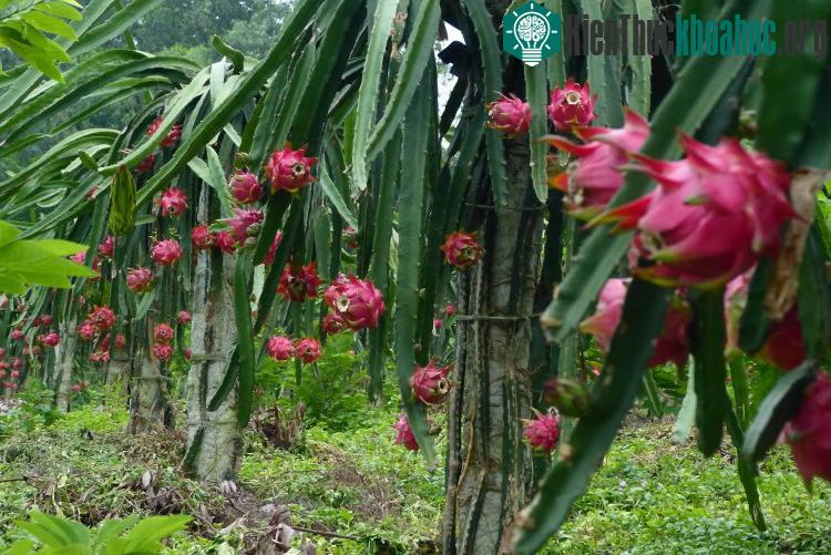 Biện pháp mới này giúp nông dân Bình Thuận chủ động cho thanh long ra trái theo ý mình.