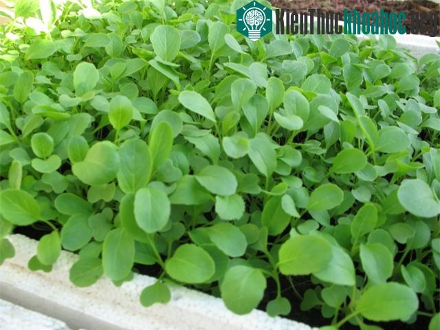 Trồng rau cải ngọt trong thùng xốp