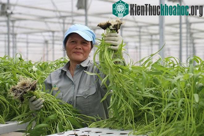 Việc thu hoạch rau của nông dân khi áp dụng công nghệ nhà kính chỉ đơn giản là nhấc cây ra khỏi đường ống thủy canh.