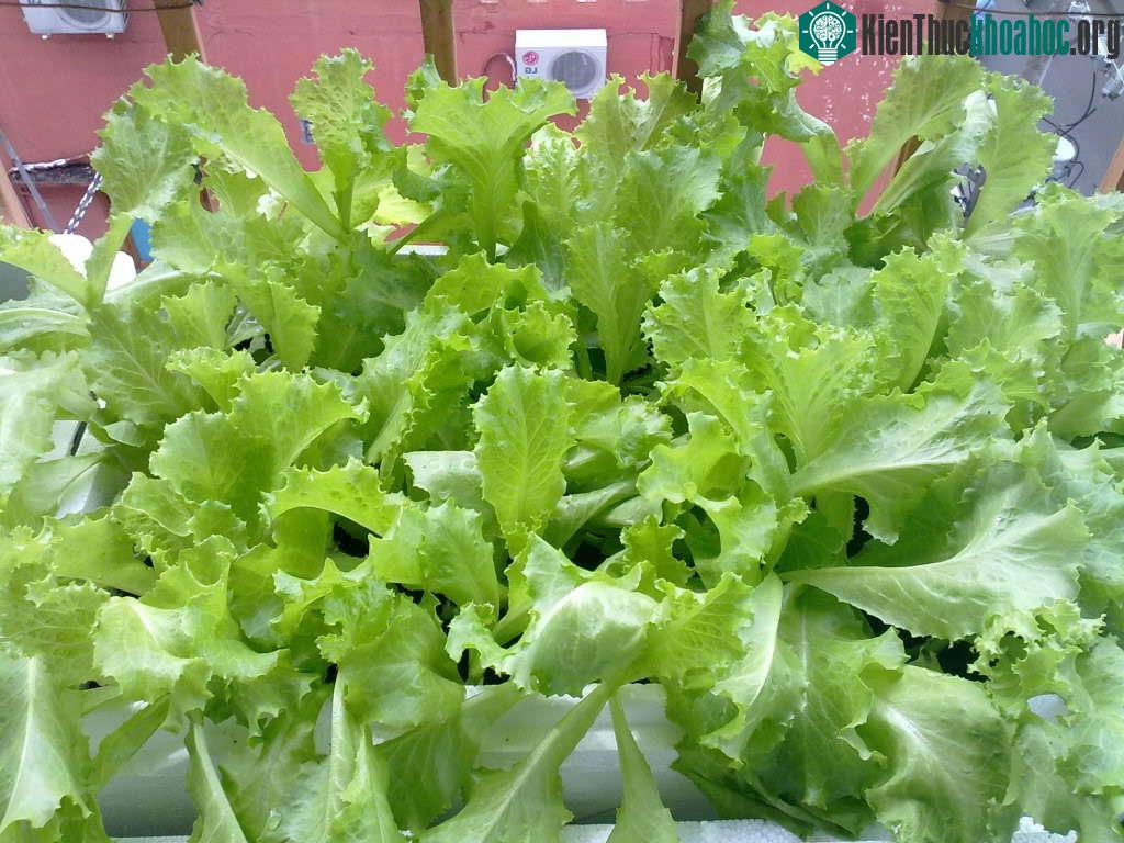 Xà lách là loại cây thân thảo và cũng là tên gọi chung cho một loại rau ăn sống.