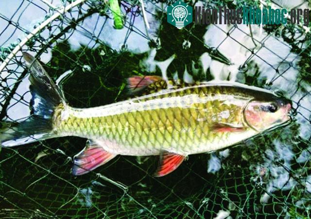 Sau 20 tháng nuôi, nuôi cá bỗng khỏe, nhanh lớn, bình quân trọng lượng đạt gần 2kg/con.