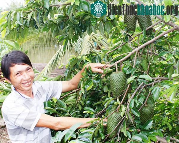 Kỹ thuật trồng cây mãng cầu xiêm không khó để có năng suất cao nhất