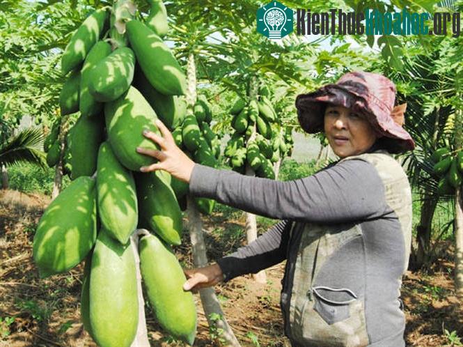 Kỹ thuật trồng cây đu đủ không khó, cho năng suất cao