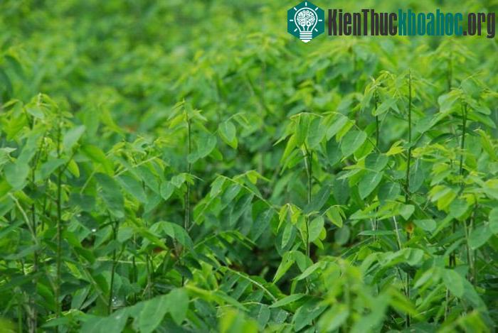 Kỹ thuật trồng cây rau ngót khá đơn giản