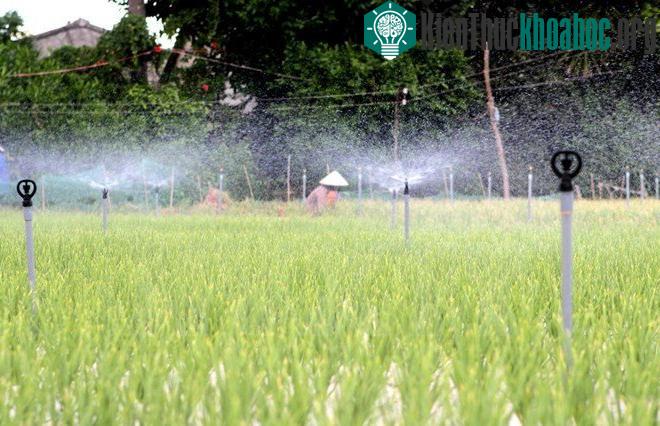 Vườn rau được trang bị hệ thống tưới nước tự động ở Quảng Ngãi. (Ảnh: Phương Hoa/TTXVN).