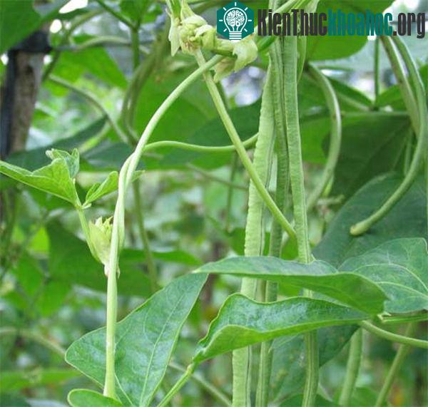Cây đậu đũa có kỹ thuật trồng cây không quá phức tạp
