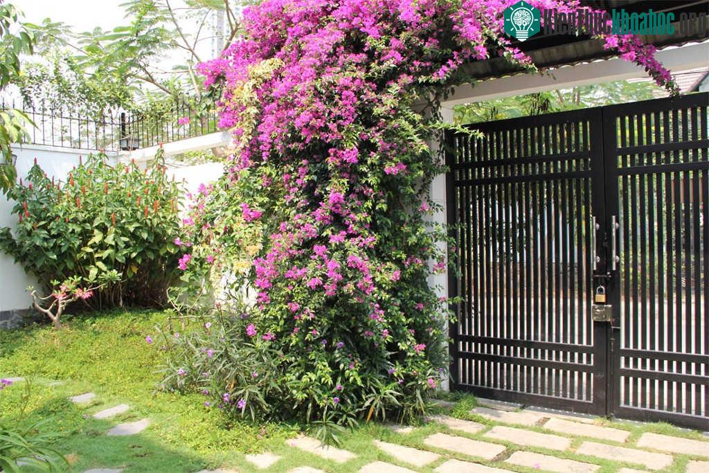 Kỹ thuật trồng cây hoa giấy rất đơn giản