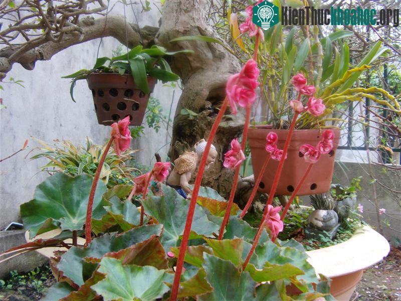 Hoa sen cạn có kỹ thuật trồng cây không khó