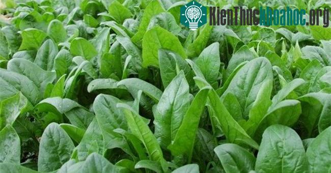Nắm được kỹ thuật trồng cây rau chân vịt sẽ đem lại hiệu quả cao