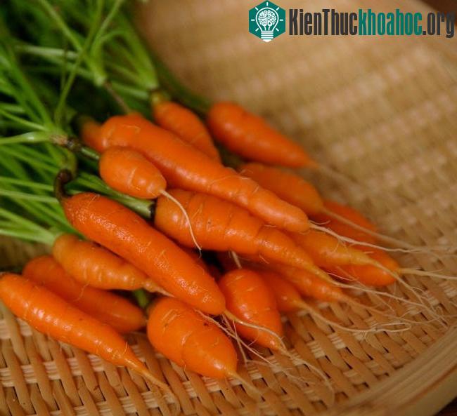 Với kỹ thuật trồng cây đơn giản, mọi người sẽ nhanh chóng có được những vườn cà rốt nhỏ xinh ngay tại nhà