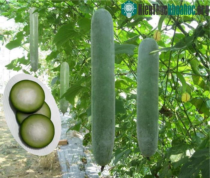 Cây bí đao có kỹ thuật trồng cây không khó