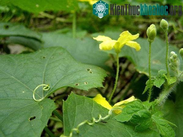 Với vị ngọt, tính bình, mướp giúp thanh nhiệt giải độc hiệu quả.