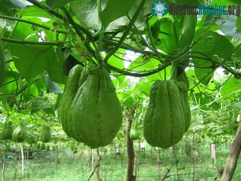 Có kỹ thuật trồng cây su su đúng cách sẽ cho năng suất cao