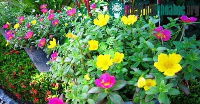 Trồng hoa mười giời trong chậu