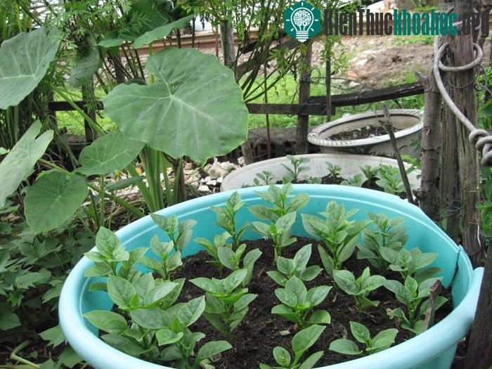 Các kỹ thuật trồng cây rau mùng tơi khá đơn giản