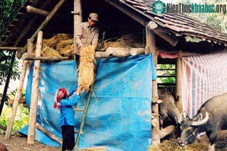 Che chắn chuồng trại cho trâu bò.