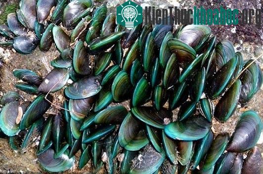 Kỹ thuật nuôi chem chép ở vùng biển nhiều sóng gió