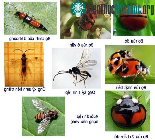 Các loại côn trùng có ích