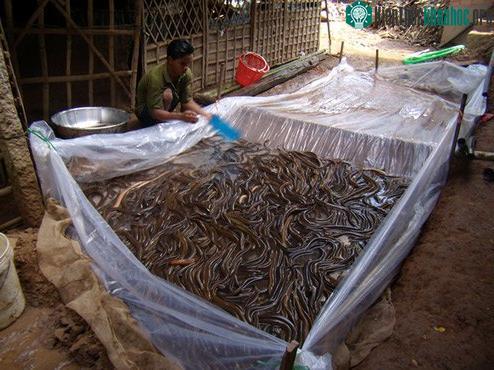 Nuôi lươn trên cạn trong bồn nylon cho nông dân năng suất, thu nhập cao. (Ảnh minh họa)