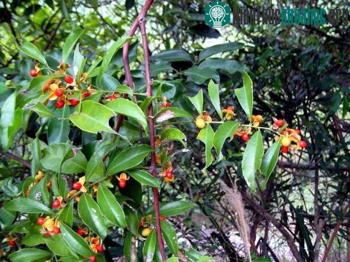 Kỹ thuật trồng cây xạ đen không quá phức tạp