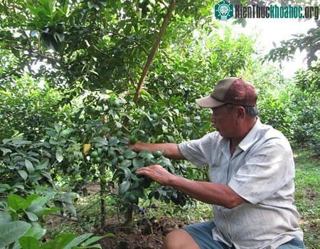 Trồng chanh xử lý cho ra hoa rải rụ sẽ "hốt bạc"