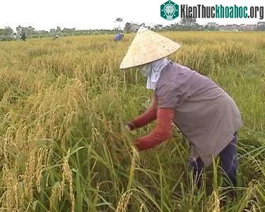 Người dân vui mừng thu hoạch vụ lúa bội thu