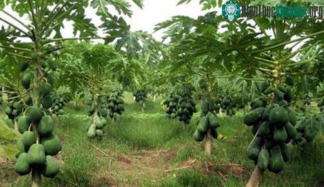 Đu đủ trồng nghiêng cho năng suất cao gấp nhiều lần cách trồng thông thường. (Ảnh minh họa)