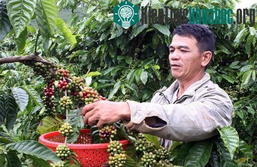 Thu hoạch cà phê. (Ảnh: Quang Quyết/TTXVN)