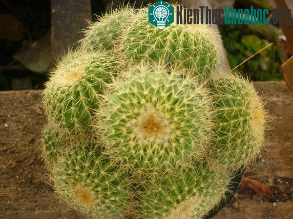 Tưới nước là một kỹ thuật trồng xương rồng cần phải chú ý. (Ảnh minh họa)