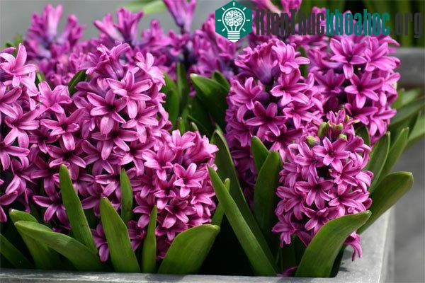 Với kỹ thuật trồng hoa đơn giản, dạ lan hương được nhân rộng với nhiều màu sắc khác nhau. (Ảnh minh họa)