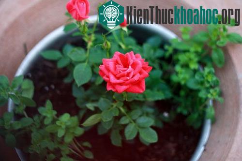 Kỹ thuật trồng hoa hồng tỷ muội tuy không khó nhưng yêu cầu độ tỉ mỉ trong chăm sóc. (Ảnh minh họa)