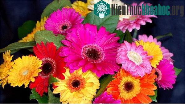 Người trồng hoa sẽ có những chậu hoa đồng tiền rực rỡ nếu nắm vững kỹ thuật trồng hoa.&nbsp;
