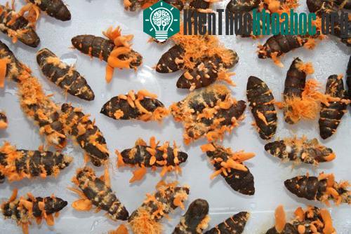 Đông trùng hạ thảo được nuôi cấy trên ký chủ nhộng tằm. (Ảnh: Phạm Nhạ)