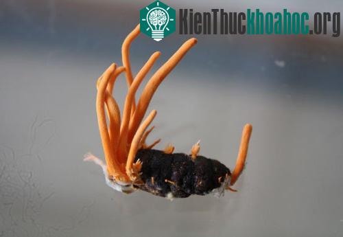 Đông trùng hạ thảo được nuôi cấy trên ký chủ nhộng tằm. (Ảnh: Phạm Nhạ)