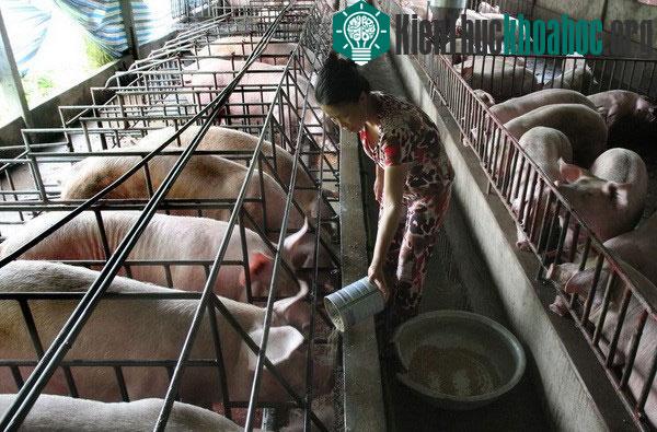 Tiền Giang ứng dụng tiến bộ khoa học công nghệ vào chăn nuôi